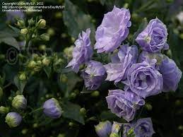 Plantfiles Pictures Bellflower Blue Wonder Campanula X Haylodgensis By Daylilyslp Campanula Bellflower Plants