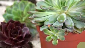 Planthouse is an experienced based terrarium workshop and premium plant store. 3 Ways To Make A Terrarium Wikihow