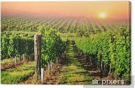 Hlavní myšlenkou je dosažení optimálních výnosů co nejvyšší kvality cestami přátelskými k přírodě. Obraz Na Platne Zelena Vinice Na Jizni Morave Pri Vychodu Slunce Pixers Zijeme Pro Zmenu