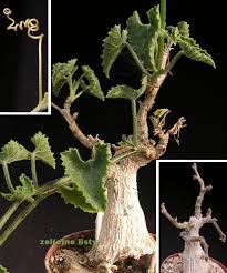 Image result for Corallocarpus bainesii