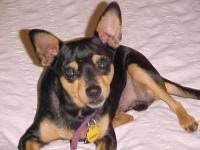 The dachshund and rat terrier. 23 Tan Rat Terrier Dachshund Mix L2sanpiero