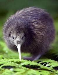 The Kiwi The Iconic Symbol Of New Zealand The People Of Nz Are Called Kiwis Animals Beautiful Pet Birds Animals