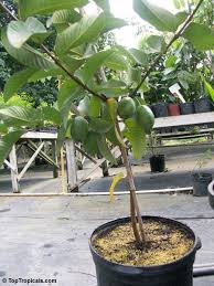 Check spelling or type a new query. Psidium Guajava Tropical Guava Guajava Toptropicals Com