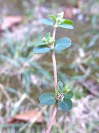 Image result for Euphorbia serpens