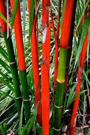 Cyrtostachys Renda Red Sealing Wax Palm Lipstick Palm Jardinagem Palmeiras Jardim