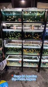 Image result for Nesaea pedroi