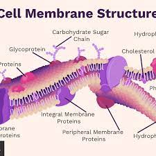 Check spelling or type a new query. Cell Membrane Function And Structure