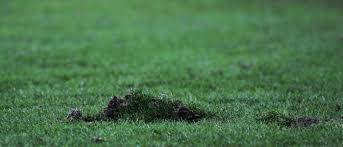 Belgium » relegation i/ii 2021 » relegation » live commentary: Seraing Is Klaar Voor Waasland Beveren Voetbalbelgie Be