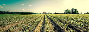 10 Things You Should Know Before Buying Rural Property | Land.com