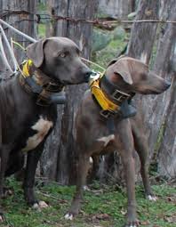 Rainbowminipups.com/shop/ absolutely stunning pedigree, available puppies are great, confident little teacup cuties, well socialized with the other dogs, cats and kids. Indian Pariah Dog Vs Blue Lacy Breed Comparison