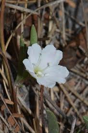 Image result for Falkia oblonga