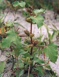 Image result for Xanthium