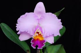 Lc. Leo Holguin x C. J.A. Carbone