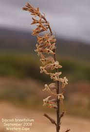 Image result for Dipcadi brevifolium