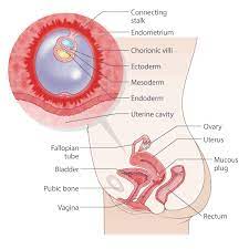 What to expect at 4 weeks pregnant. 4 Weeks Pregnant Raising Children Network