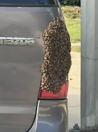 So this happened outside my house : r/bees