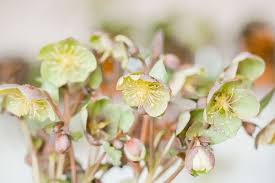 See more ideas about lenten rose, plants, planting flowers. Lenten Rose Plant Care Growing Guide