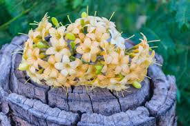 Image result for Loganiaceae