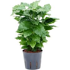 Image result for Coffea