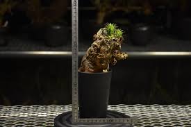 Image result for Euphorbia mlanjeana