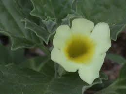 Image result for Pedalium murex