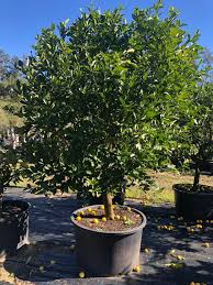 Our fruit trees are shipped to melbourne, sydney, brisbane and many australian states and towns excluding south australia, western. Tahitian Lime Tree Designer Trees Australia