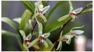 Menurut penanam orkid jenis ini, kebanyakkan orkid ini ditemui di saya tidak pasti bagaimana ia diambil di dalam hutan, cuma apa yang saya lihat orkid jenis ini memang sesuai di atas tanah. Orchid Cymbidium Perihalan Penjagaan Rumah Dan Pemindahan
