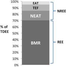Components Of Total Daily Energy Expenditure Tdee Bmr Basal Download Scientific Diagram