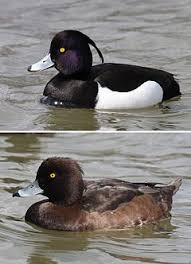 Black And White Duck Species Tufted Duck Wikipedia The Free Encyclopedia Duck Species Duck Breeds Pet Birds