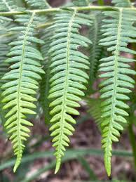 Image result for Pteridium aquilinum