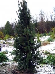 Maybe you would like to learn more about one of these? Picea Abies Cupressina Anna S Perennials Nursery Gardens