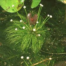 Image result for Eriocaulon setaceum