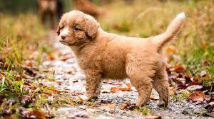 Chien toller toller dog pet dogs dogs and puppies dog cat doggies nova scotia dog nova scotia duck tolling retriever cute animals. Fotos Welpe Nova Scotia Duck Tolling Retriever Hunde Bokeh 2560x1440