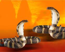 The festival of nag panchami is quite popular in hindu culture. Nag Panchami Worship And Freedom From Snake Dosha Pujaabhishekam