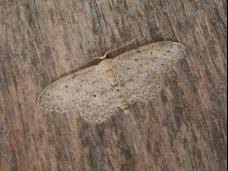 Image result for Eupithecia tenuiata