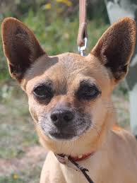 Wir müssen sie leider aus zeitlichen gründen abgeben da wir ihr nicht mehr gerecht werden.sie hat alle impfungen etc. Chihuahua Mix Enrico Rude Zuhause Gefunden Tierhilfe Verbindet E V Happy Ends Archiv Von Zergportal De