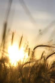 Pin De Kristina Vf Em Listen To The Wind In The Wheat Fotografia Da Natureza Paisagem Rural Fotos Tumblr Com Flores