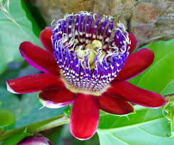 Image result for Passiflora quadrangularis