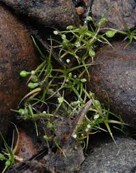 Image result for Subularia monticola