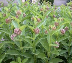 Common Milkweed Asclepias Syriaca 3 5 Fsun Blooms June To August Fragrant Flower Provides Nectar To Bees Pollinator Plants Pollinator Garden Asclepias