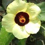Image result for Hibiscus vitifolius