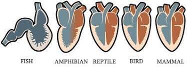 Two chambered heart some animals like fishes, have only a two chambered heart. Comparative Anatomy Of Vertebrate Hearts