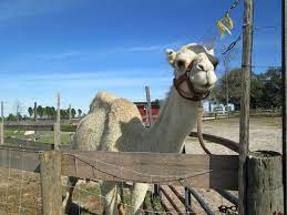 Petting Zoo Ocala - 2021 All You Need To Know Before You Go With Photos - Tripadvisor