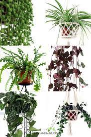 Easy Care Indoor Hanging Plants Hanging Plants Hanging Plants Indoor Best Indoor Hanging Plants