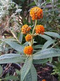 Image result for Buddleja pulchella