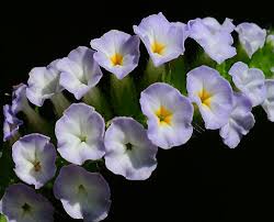 Image result for Heliotropium lineare