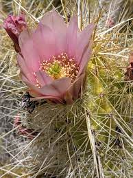 This board is a display of images i find beautiful! Tucson S Arizona Sonora Desert Museum S Blooming Torch Cacti Wanderwisdom