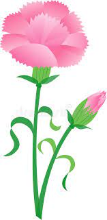 Vintage greeting card with flowers. Carnation Stock Illustrations 7 984 Carnation Stock Illustrations Vectors Clipart Dreamstime