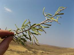 Image result for Phaeoptilum