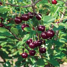Gurney S 4 In Pot Juliet Dwarf Bush Cherry Prunus Live Fruiting Tree 1 Pack 62507 Growing Raspberries Fruit Trees Dwarf Cherry Tree